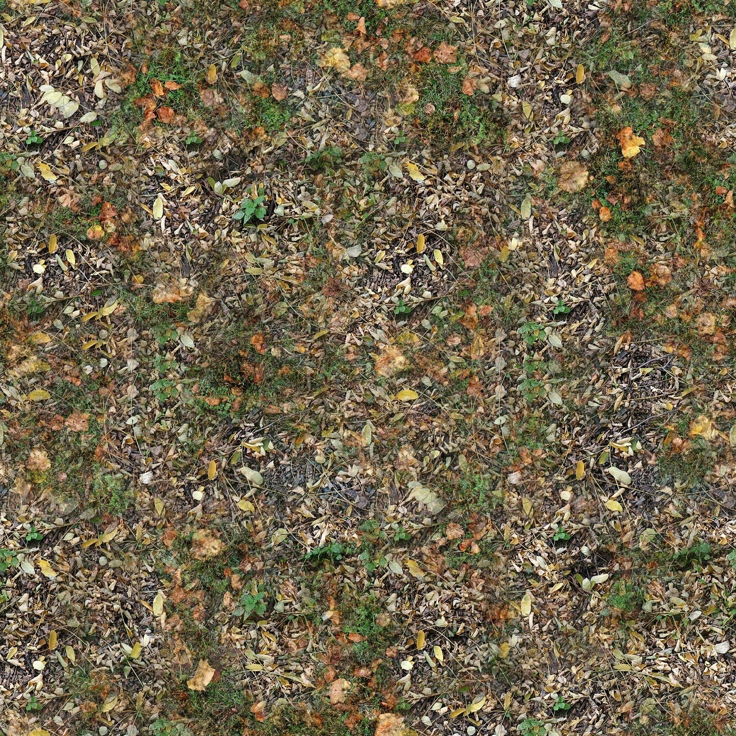 autumn leaves on forest floor