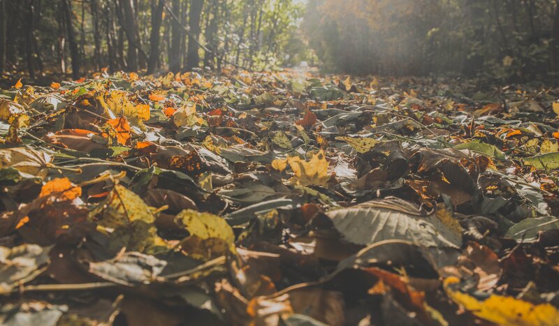 Autumn Leaves on Forest Floor — Brown, Serene, Photograph, Sunlight