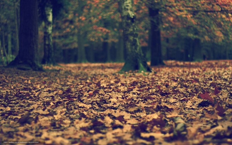Autumn Leaves on Forest Floor — Brown, Serene, Photograph, Trees, Fallen Leaves