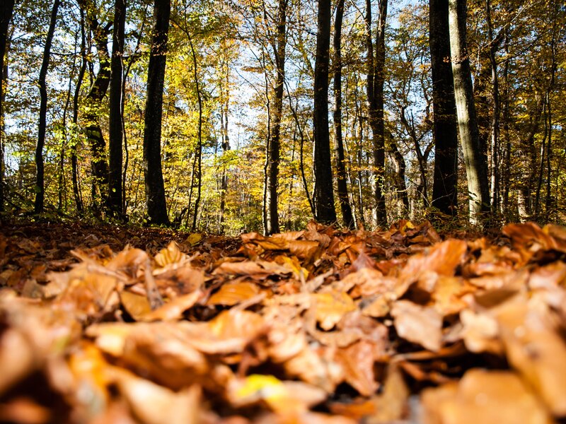 Autumn Leaves on Forest Floor — Brown, Serene, Photograph, Trees, Sunlight, Yellow