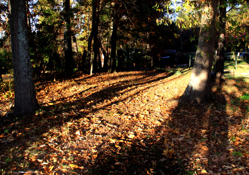 Autumn Leaves on Forest Floor — Brown