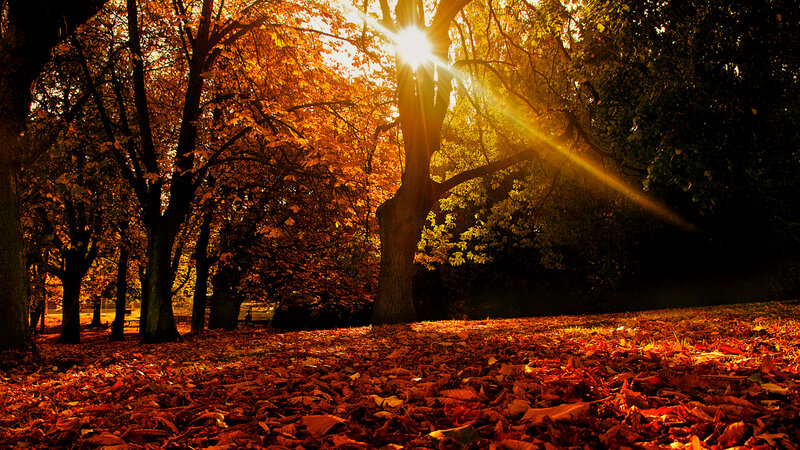 Autumn Leaves on Forest Floor — Orange, Serene