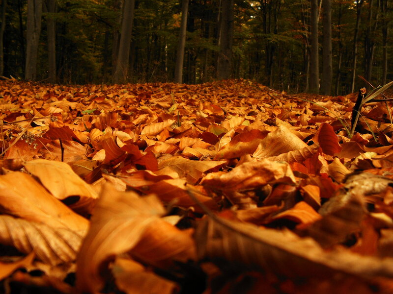 Autumn Leaves on Forest Floor — Orange