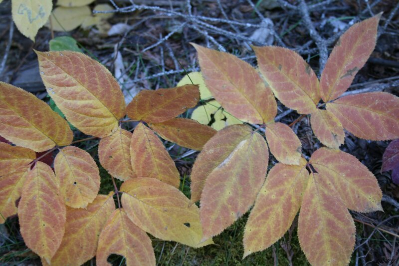 Autumn Leaves on Forest Floor — Yellow, Calm