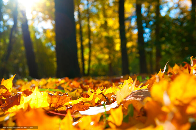 Autumn Leaves on Forest Floor — Yellow, Serene, Photograph, Trees, Sunlight