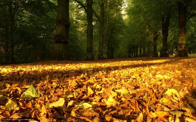 Autumn Leaves on Forest Floor — Yellow, Serene, Photograph, Trees