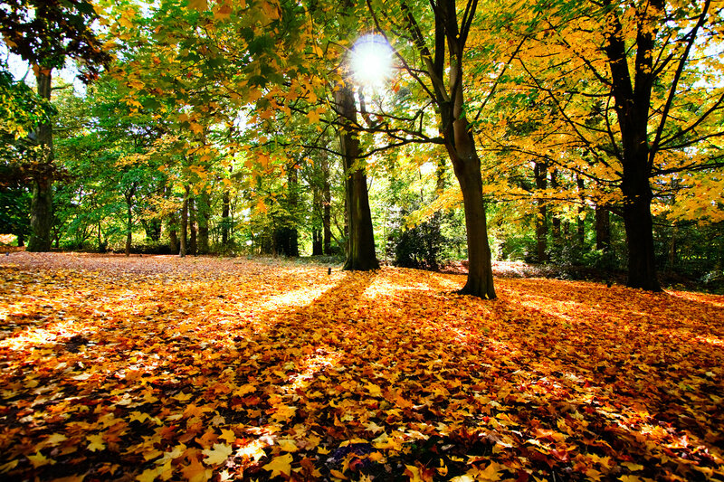 Autumn Leaves on Forest Floor — Yellow, Serene