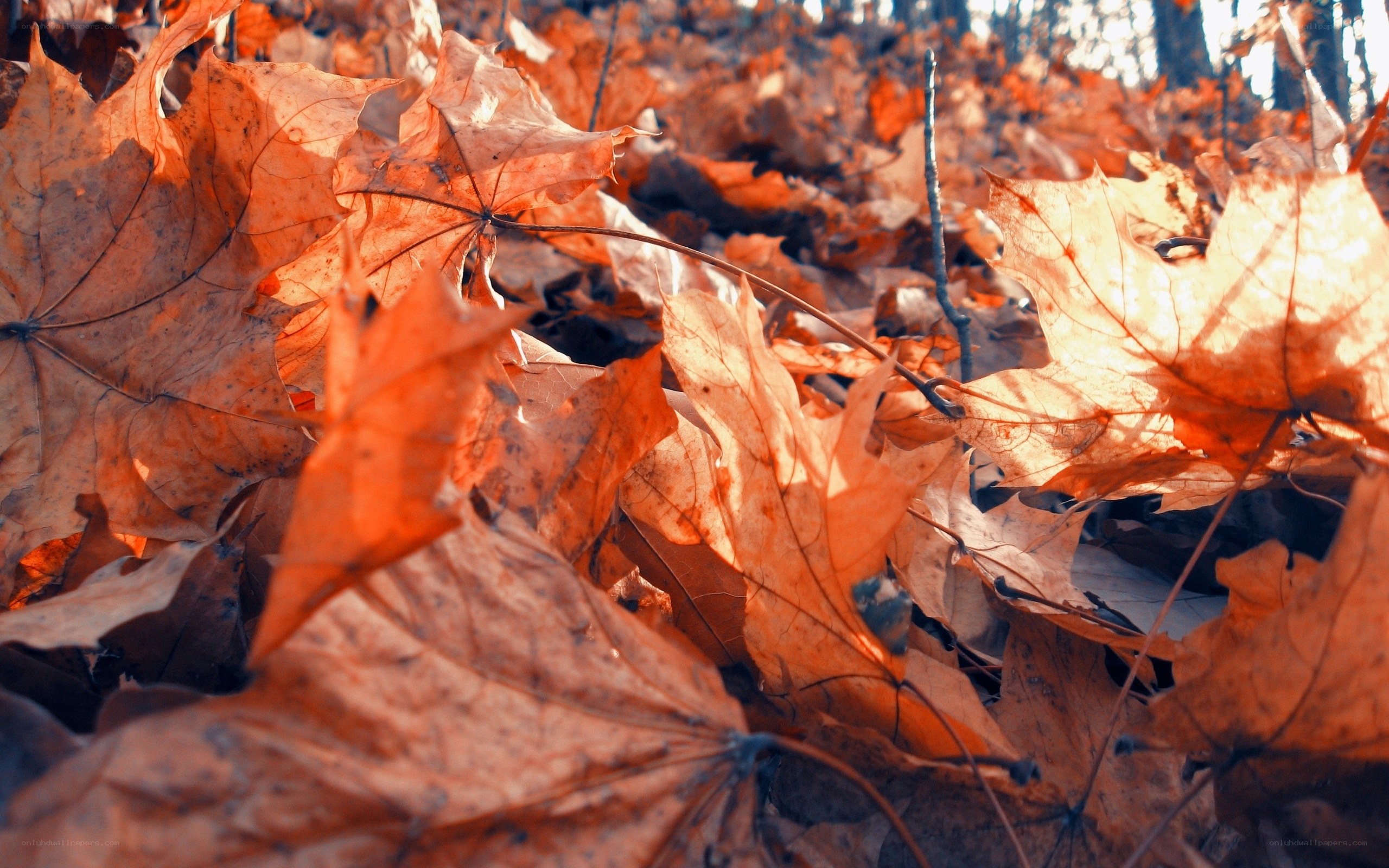 Autumn leaves on forest floor