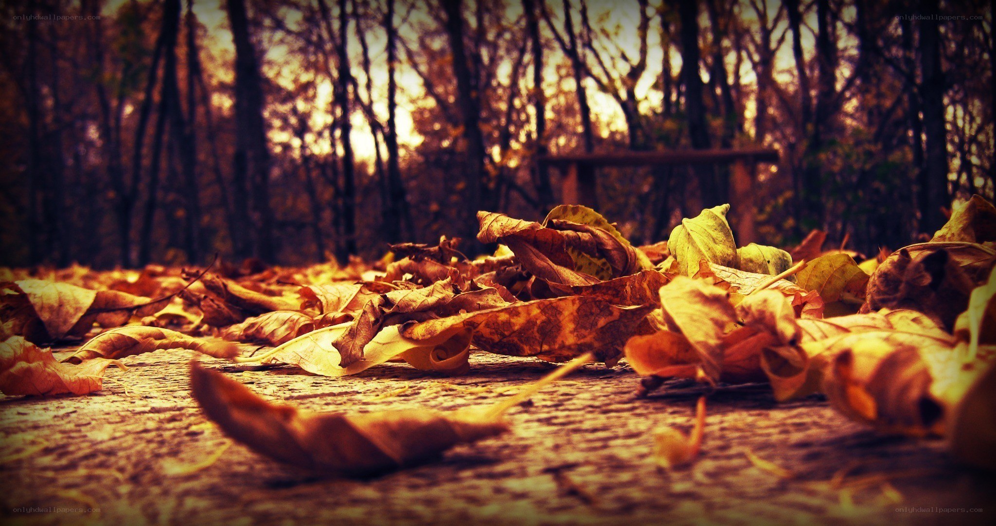 Autumn leaves on forest path
