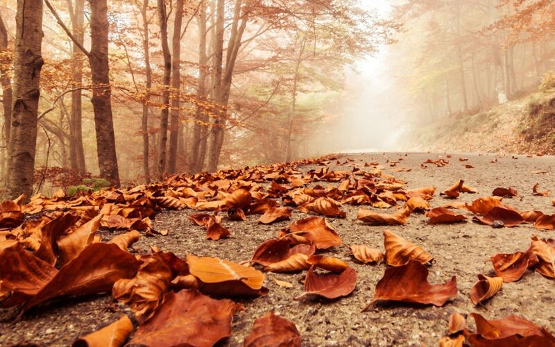 Autumn Leaves on Forest Path — Brown