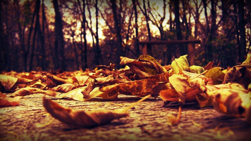 Autumn leaves on forest path