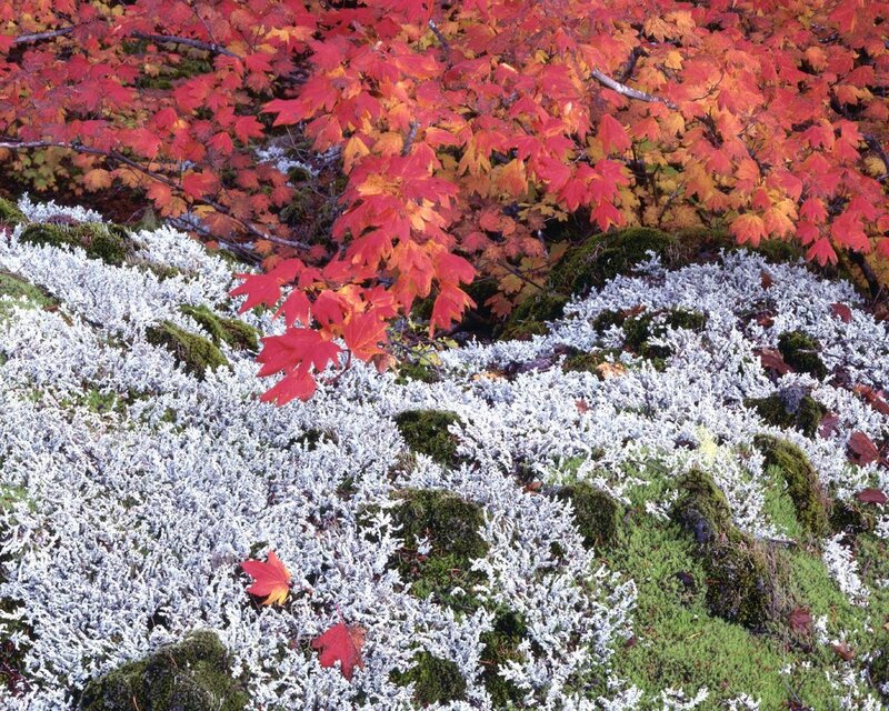 Autumn leaves on frosty ground