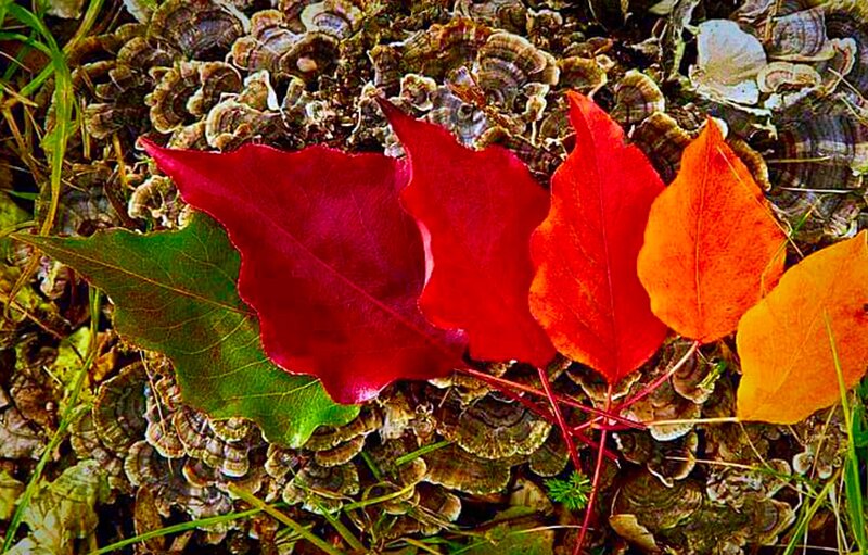 Autumn Leaves on Fungi