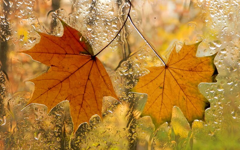 Autumn Leaves on Glass