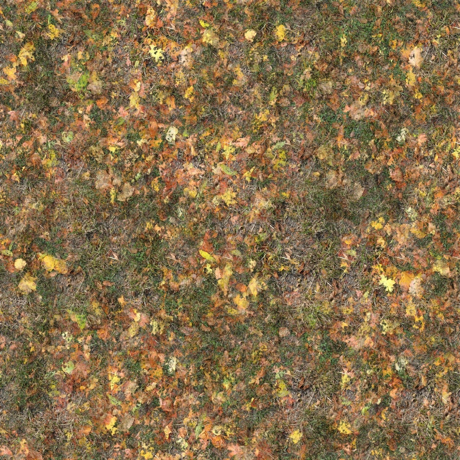 autumn leaves on grass