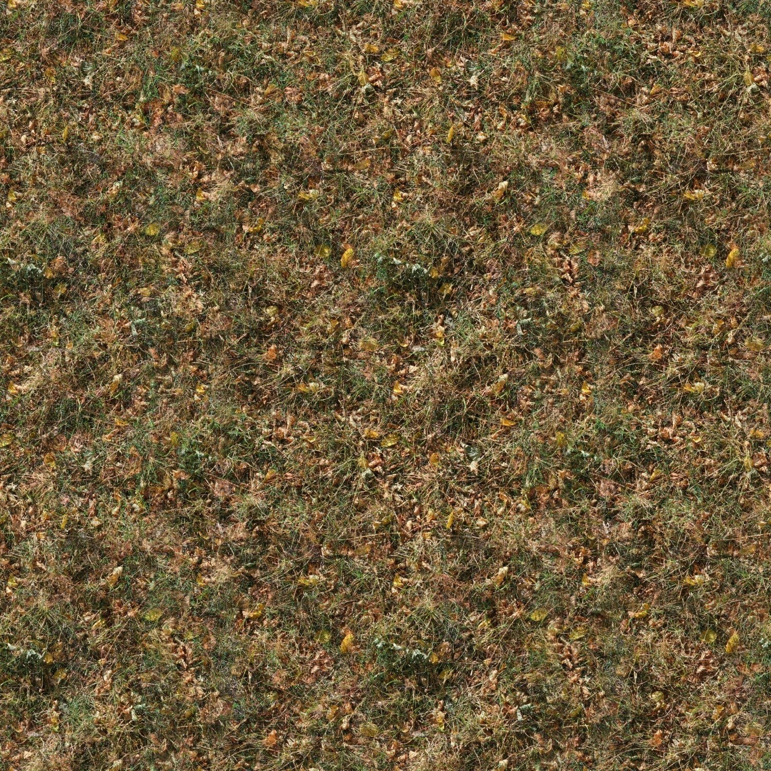 autumn leaves on grass