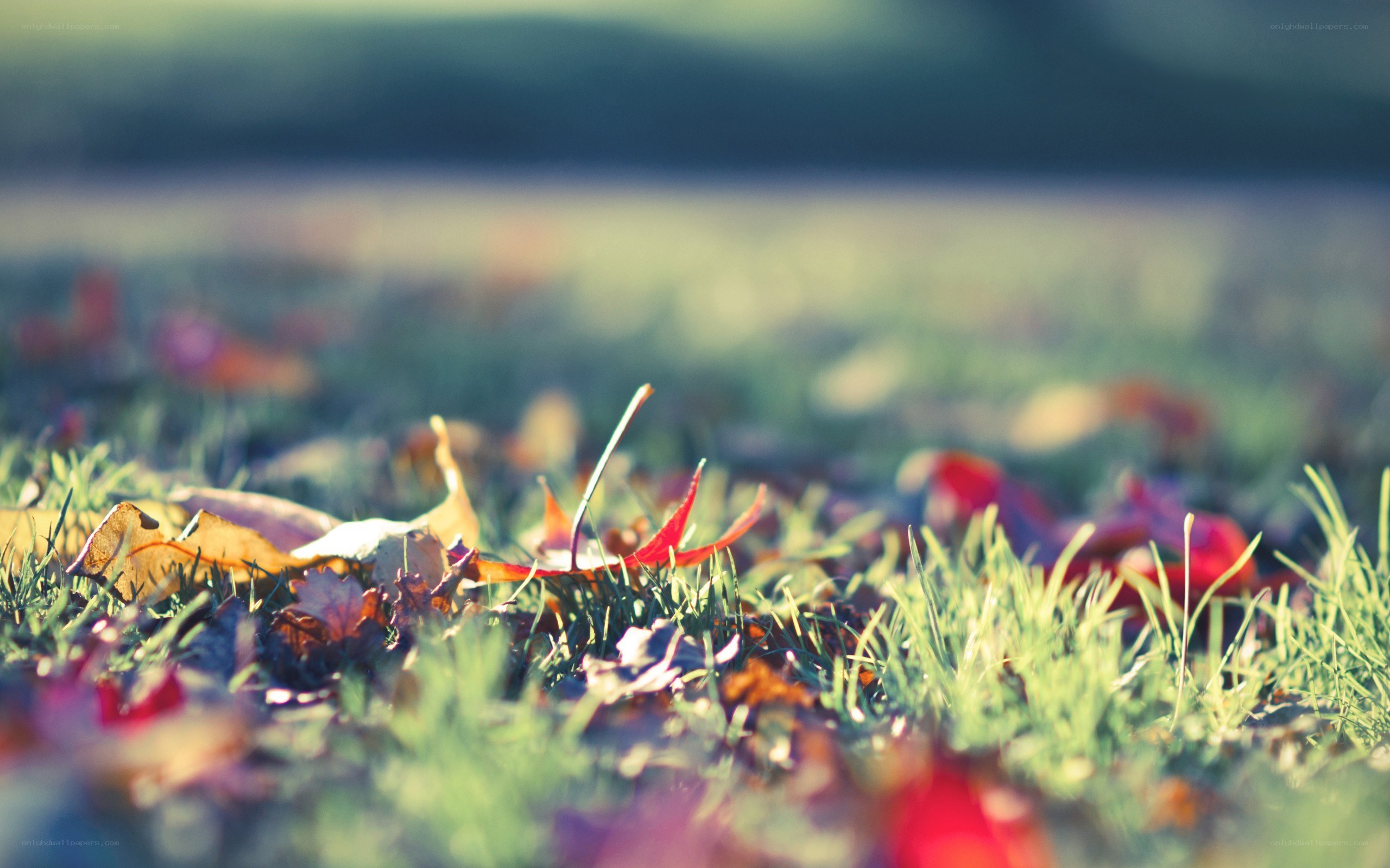 autumn leaves on grass
