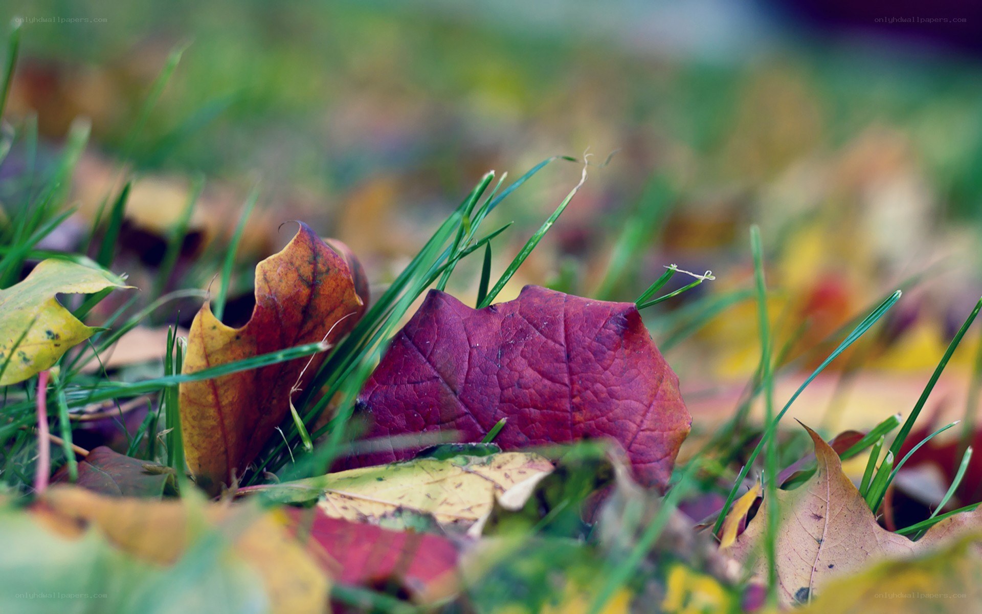 autumn leaves on grass