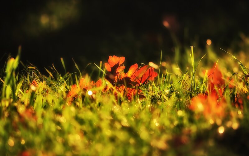 autumn leaves on grass