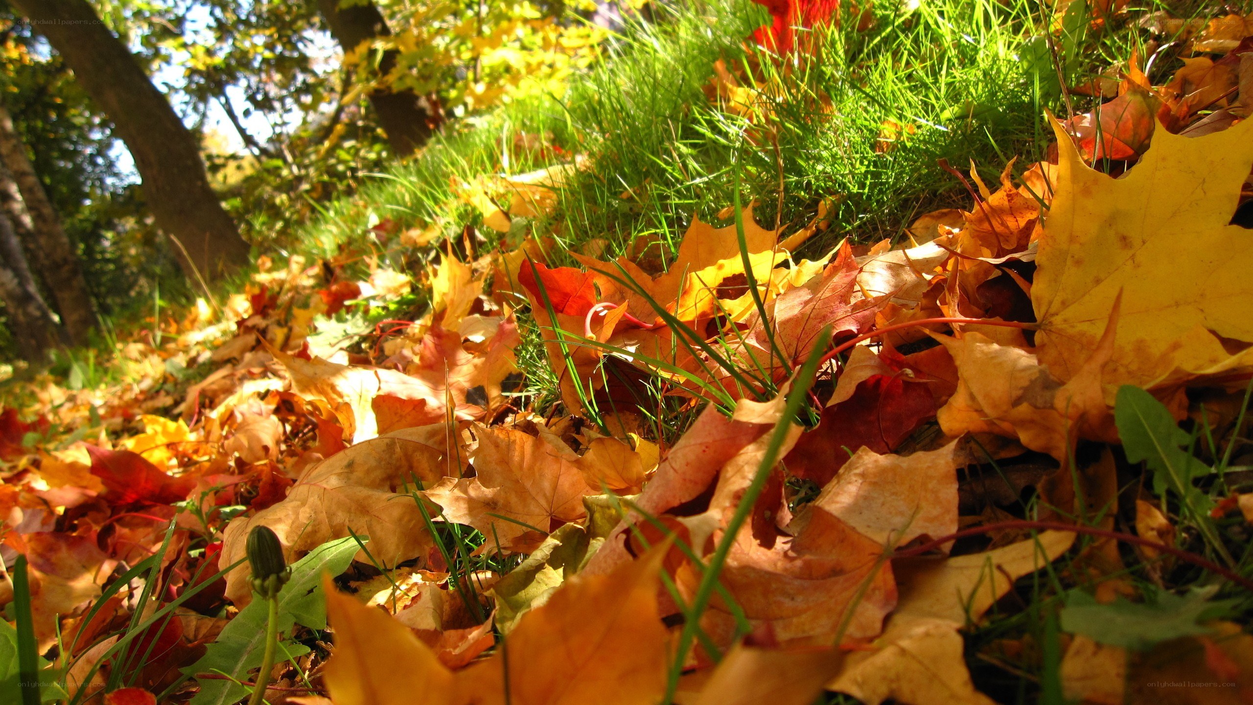 Autumn leaves on grass