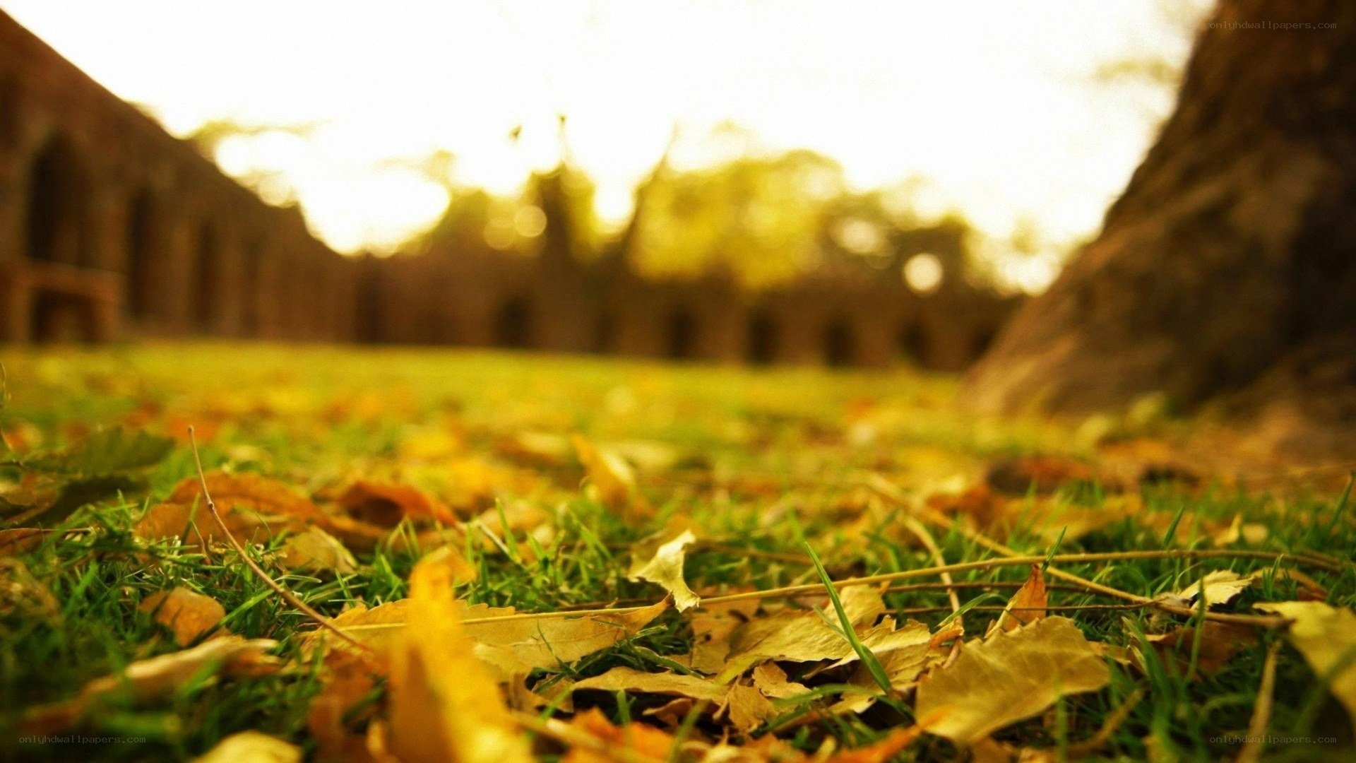 Autumn leaves on grass