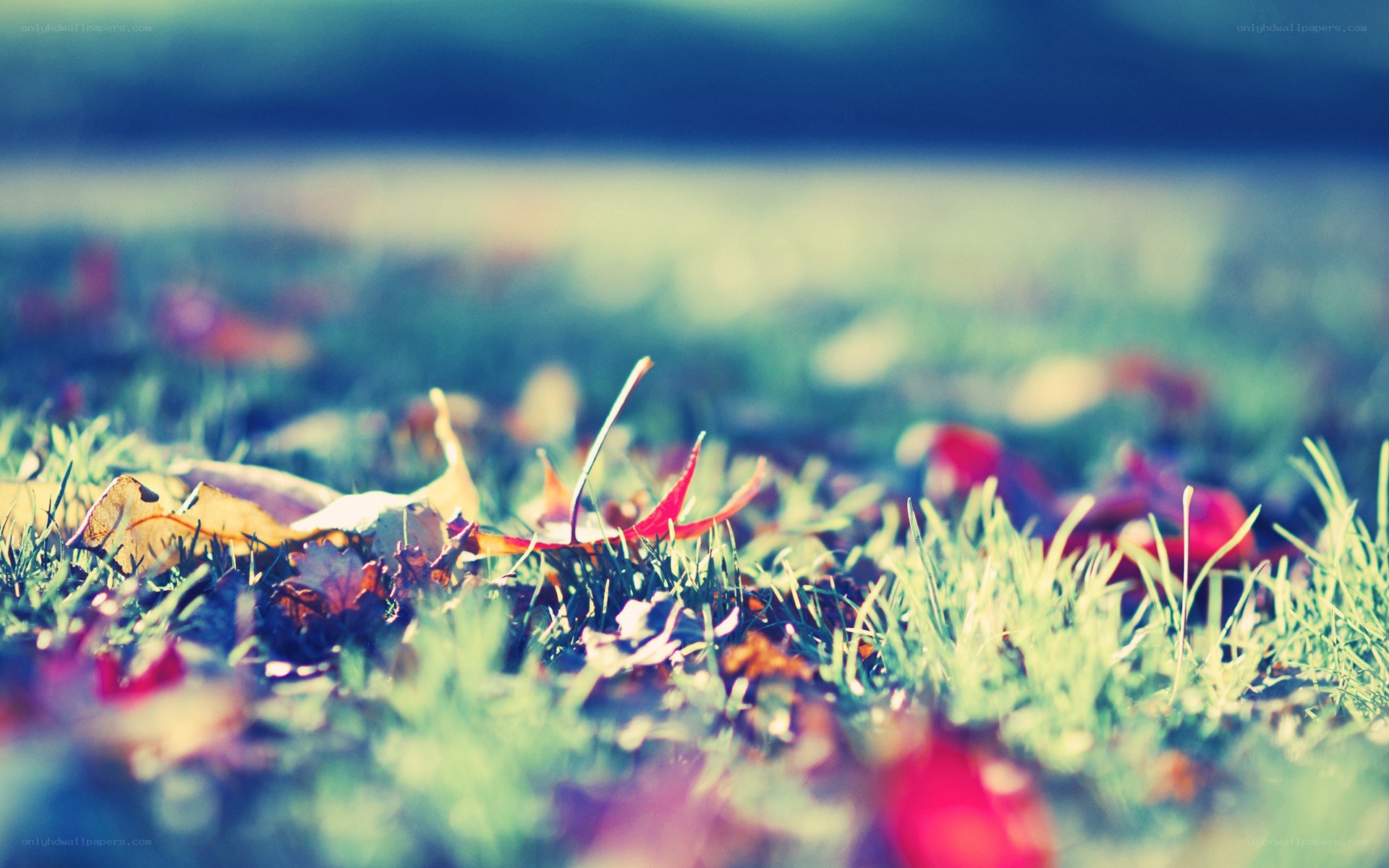 Autumn leaves on grass