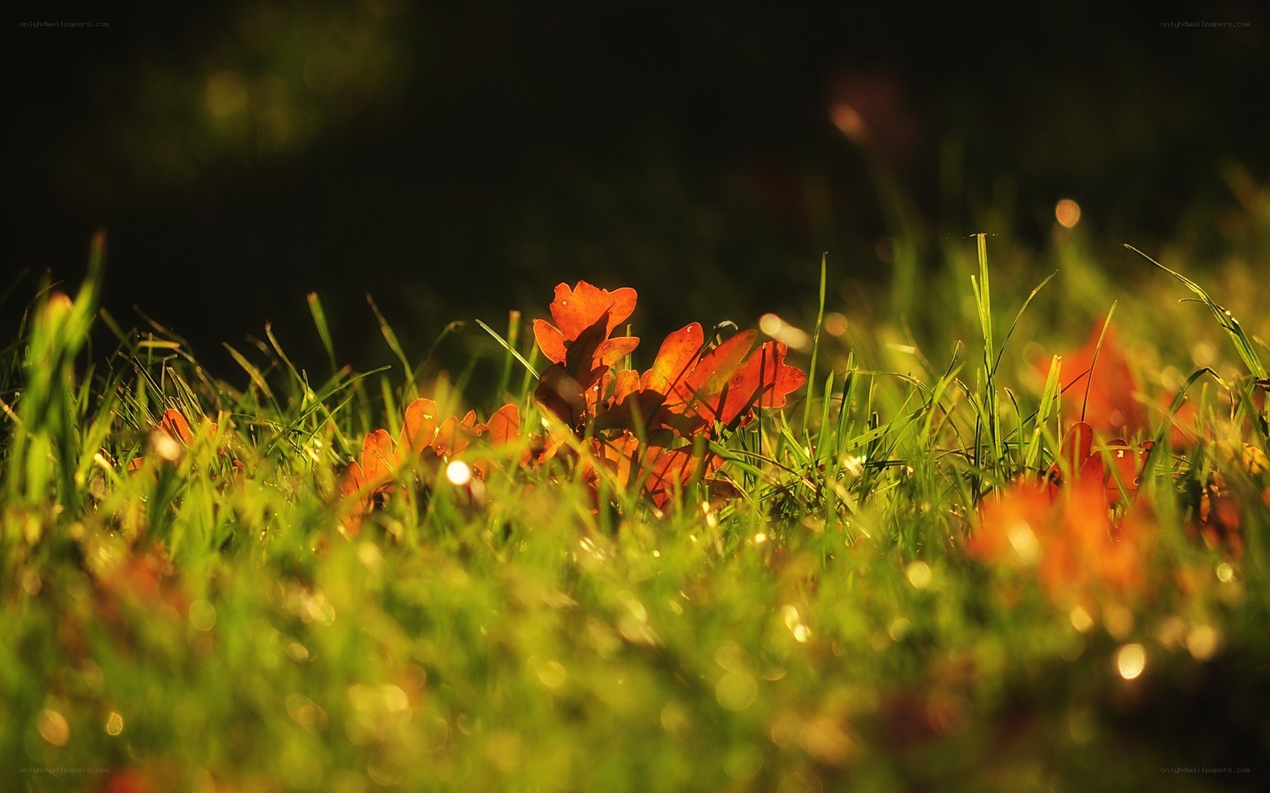 autumn leaves on grass