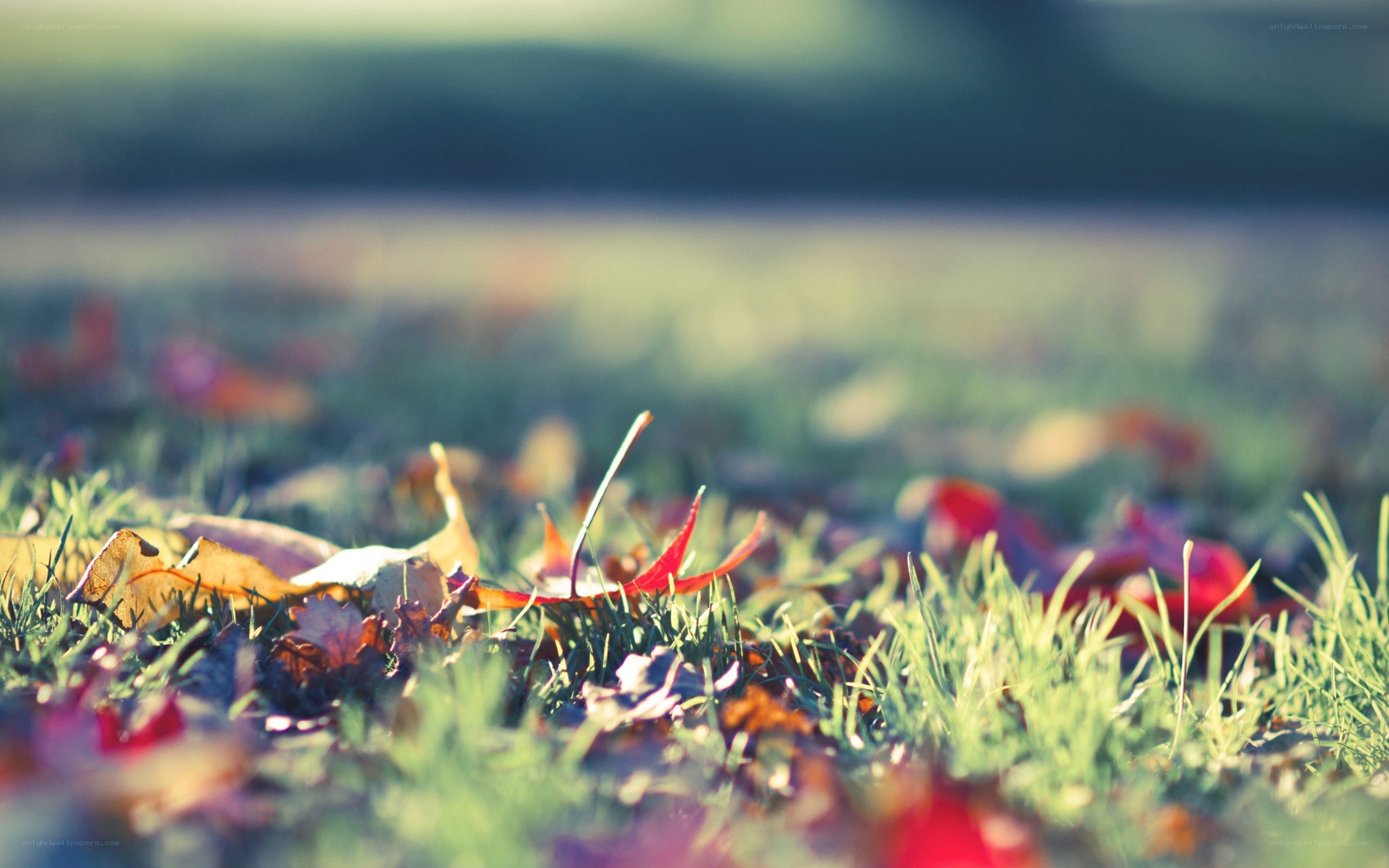 autumn leaves on grass