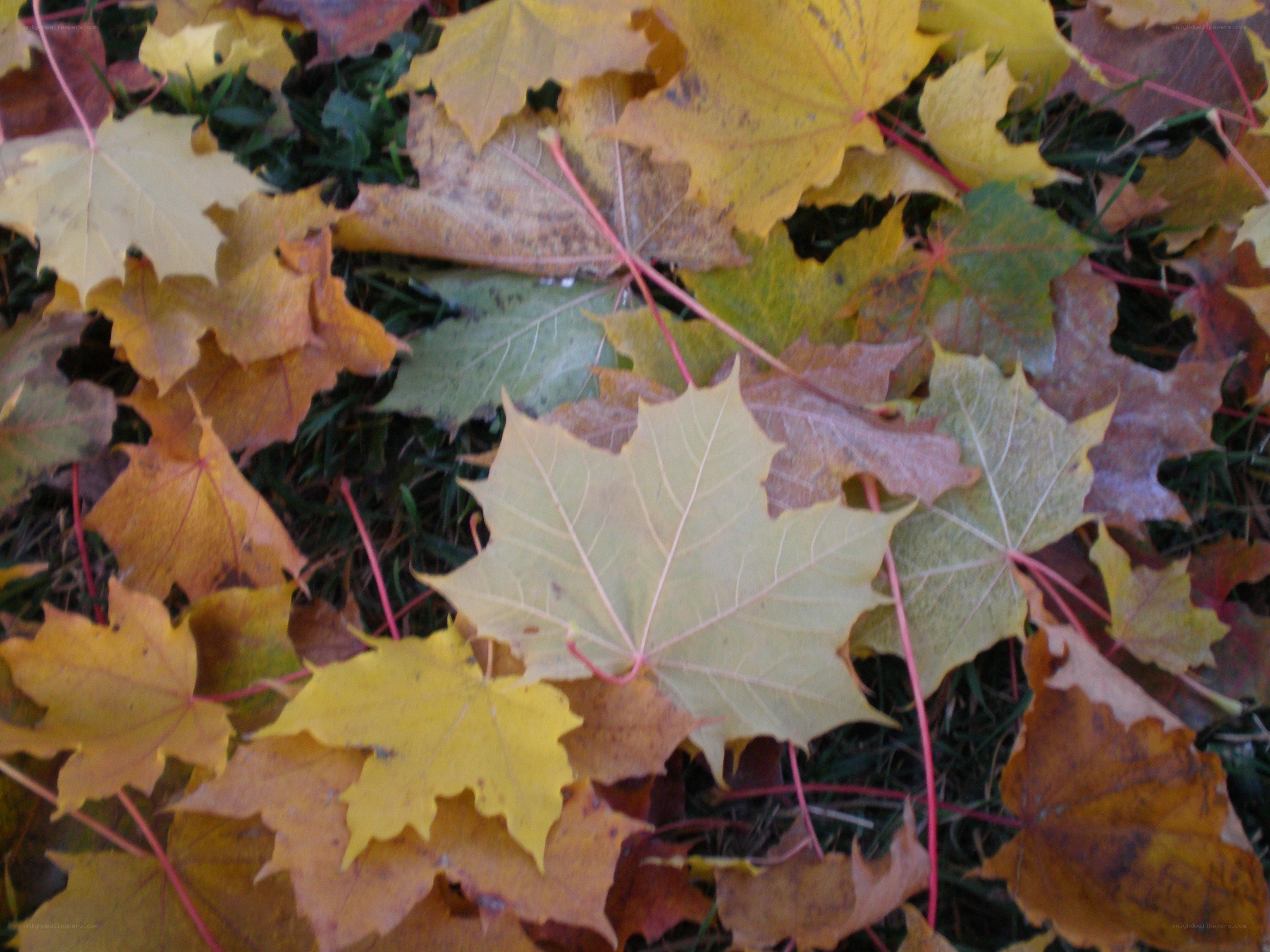 Autumn leaves on grass