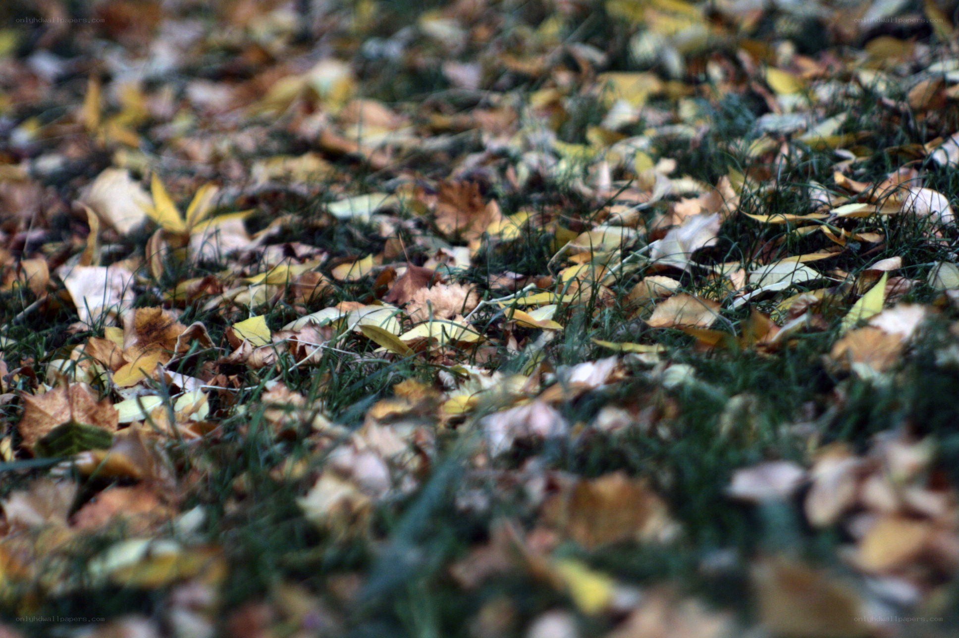 Autumn leaves on grass