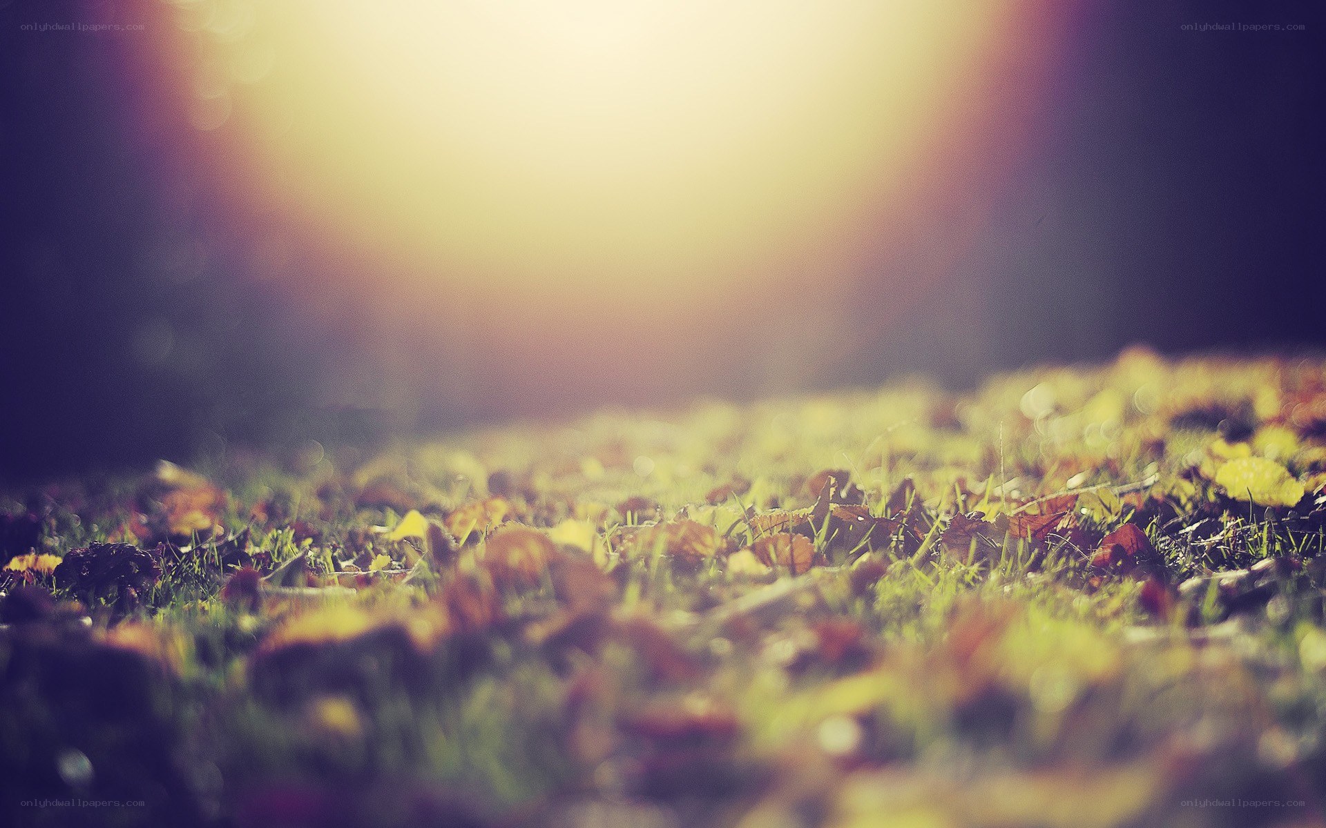 autumn leaves on grass
