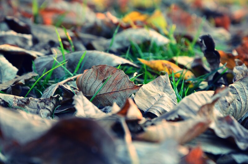 autumn leaves on grass