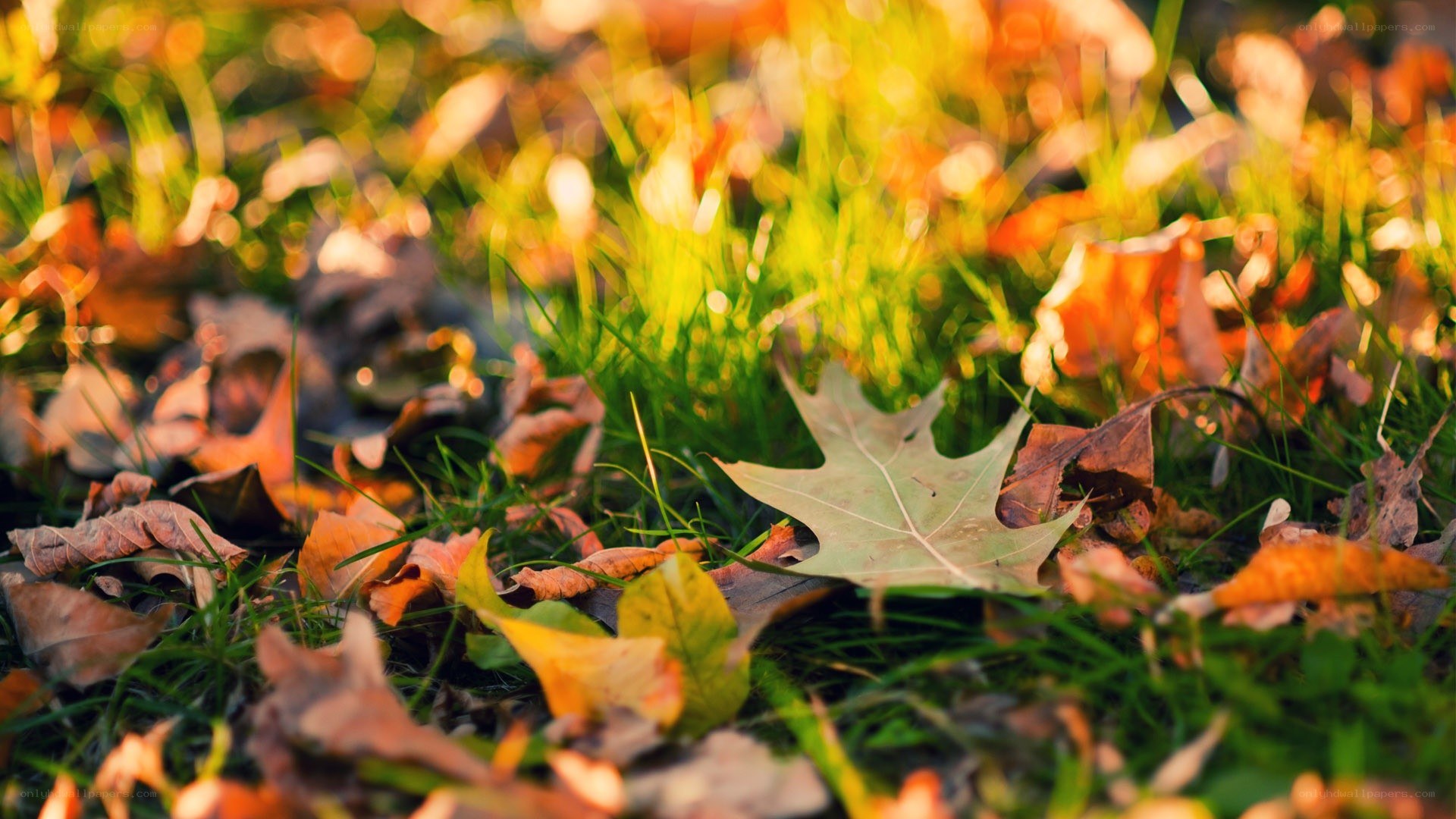 Autumn leaves on grass