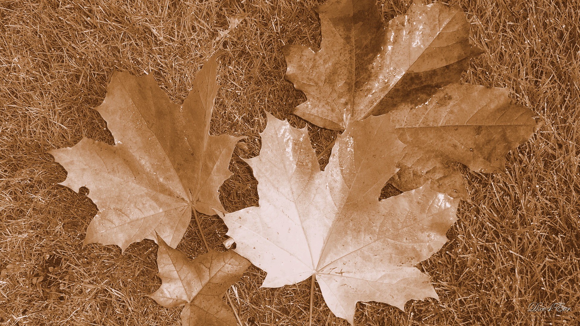 Autumn leaves on grass