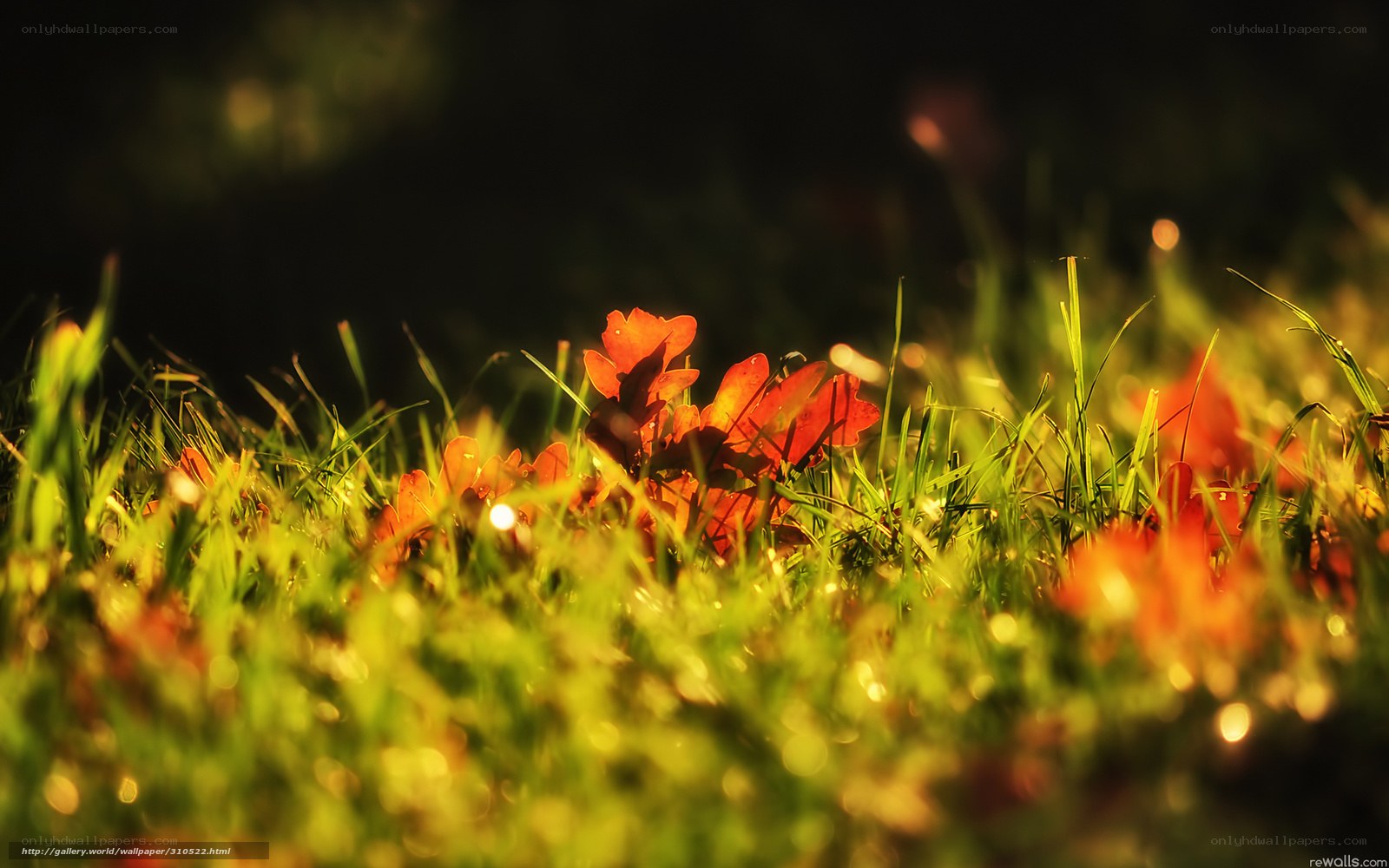 Autumn leaves on grass