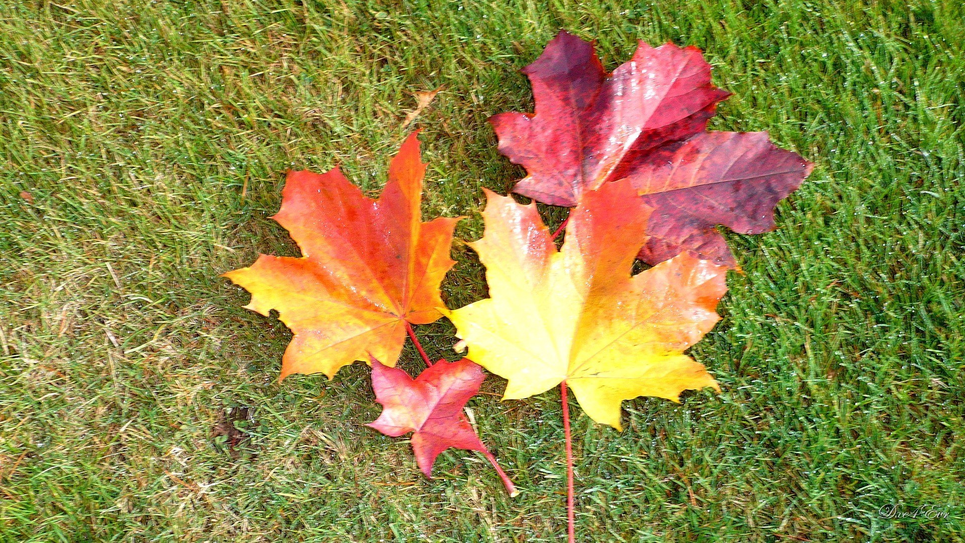 Autumn leaves on grass