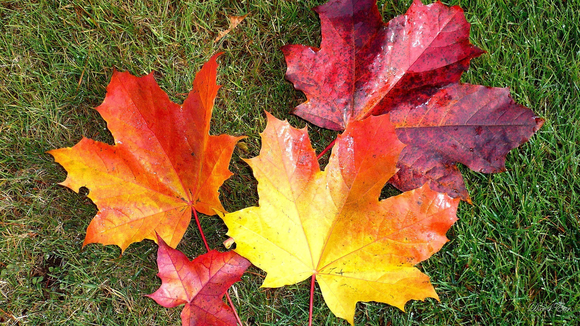 Autumn leaves on grass