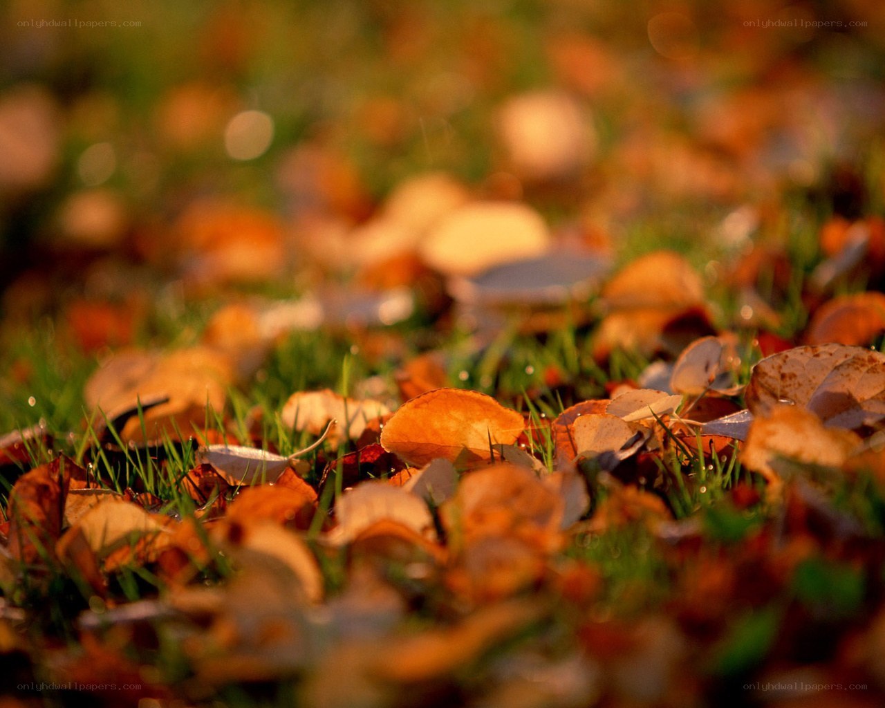 Autumn leaves on grass