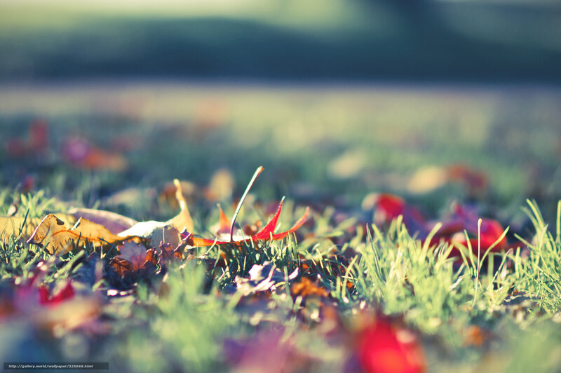 Autumn leaves on grass