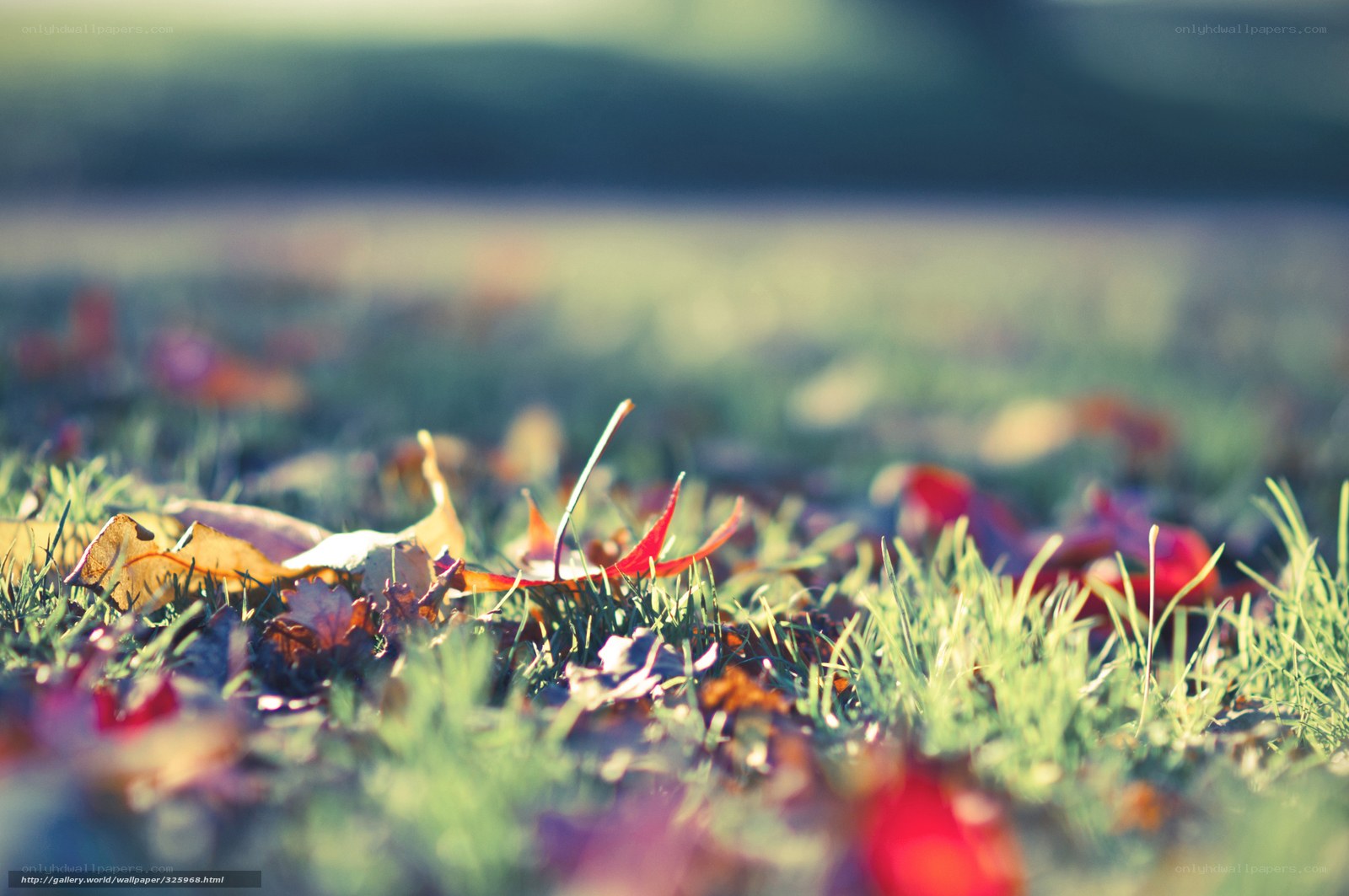 Autumn leaves on grass