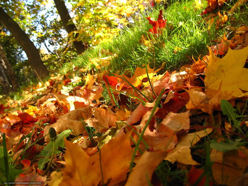 Autumn leaves on grass
