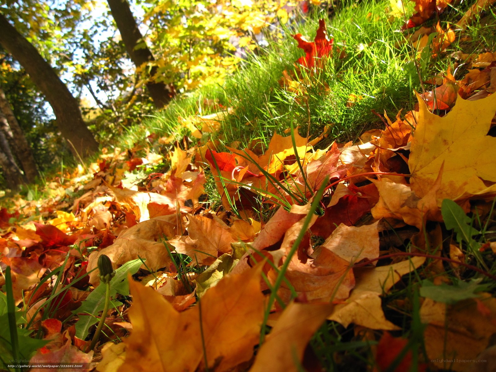 Autumn leaves on grass