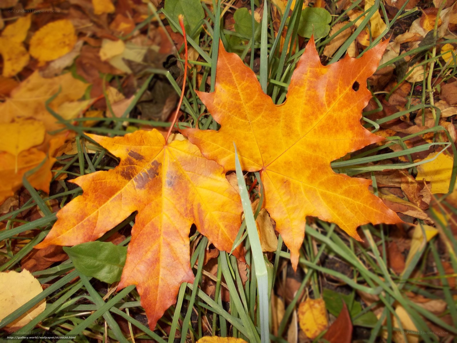 Autumn leaves on grass