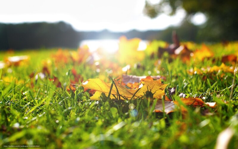 Autumn leaves on grass
