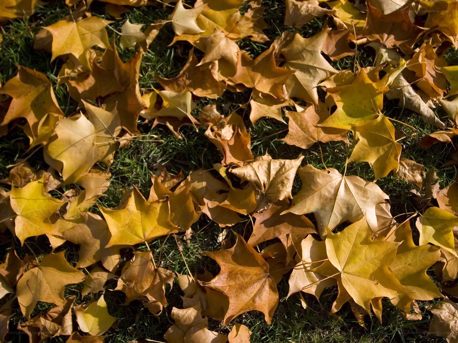 Autumn leaves on grass
