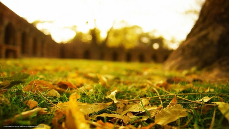 Autumn leaves on grass at sunset