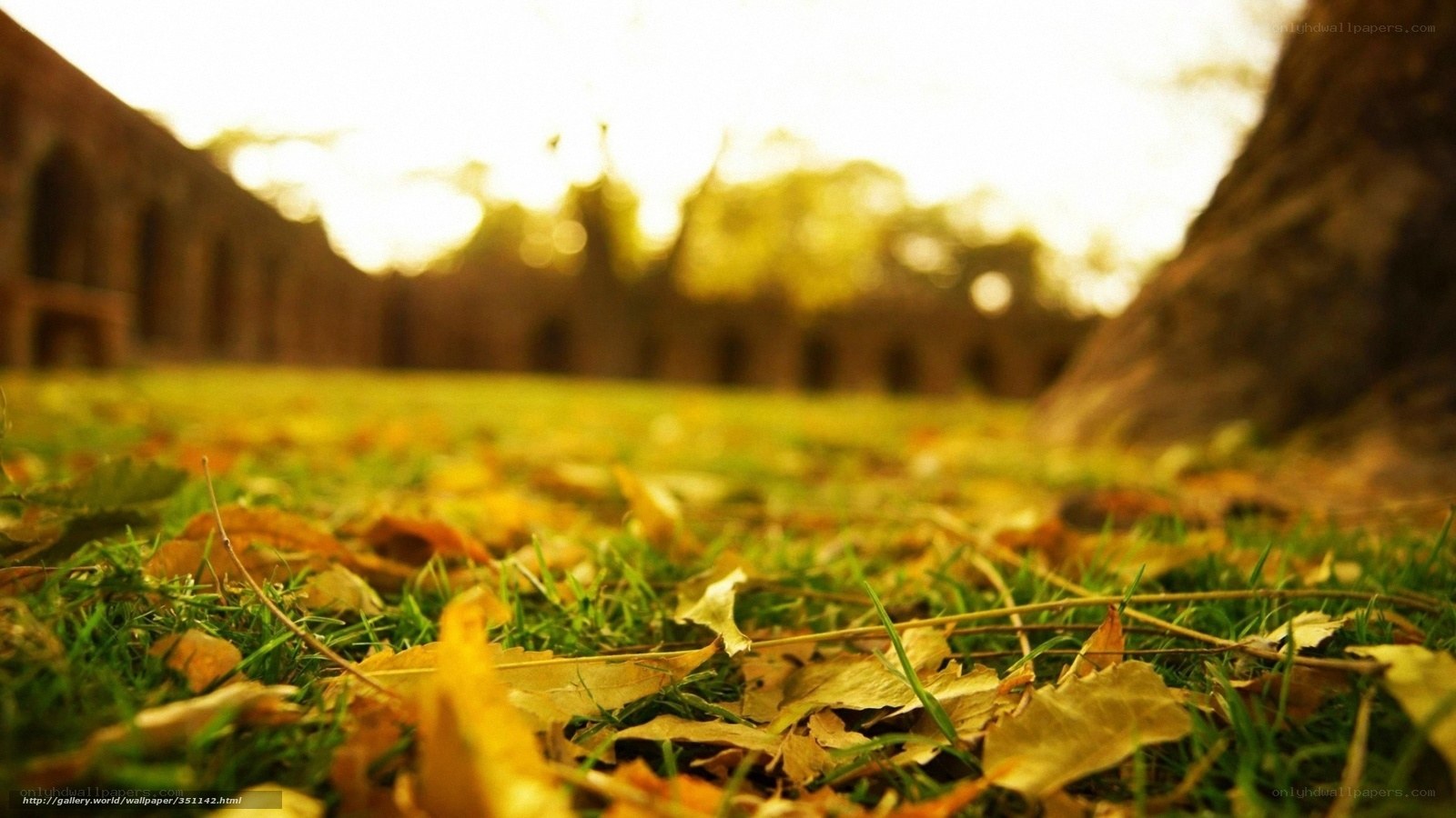 Autumn leaves on grass at sunset