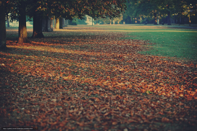Autumn Leaves on Grass — Brown