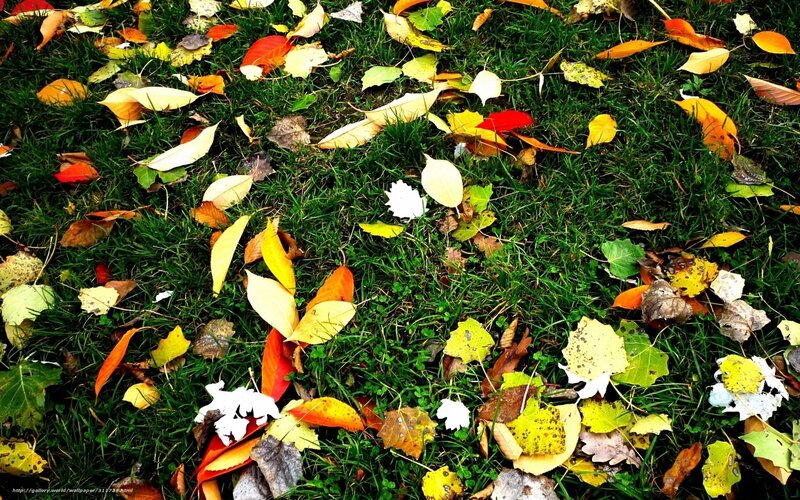 Autumn Leaves on Grass — Green, Calm