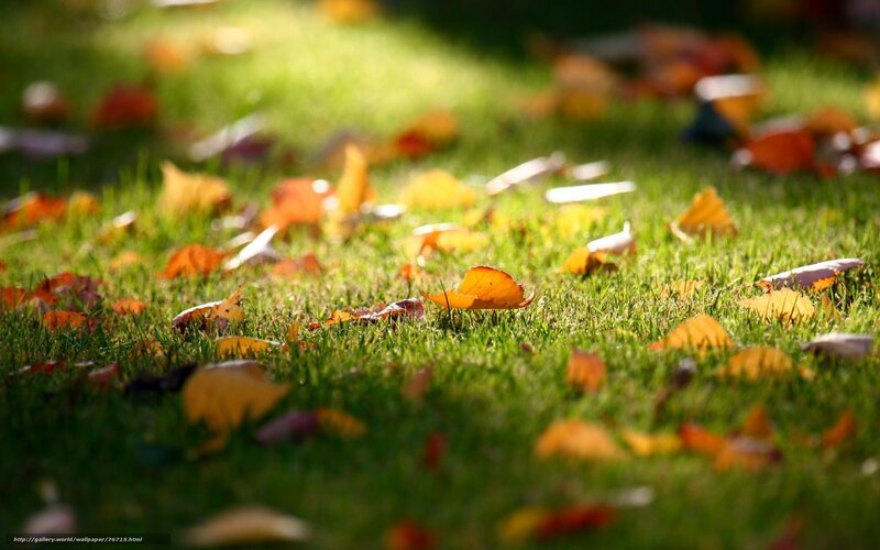 Autumn Leaves on Grass — Green, Serene